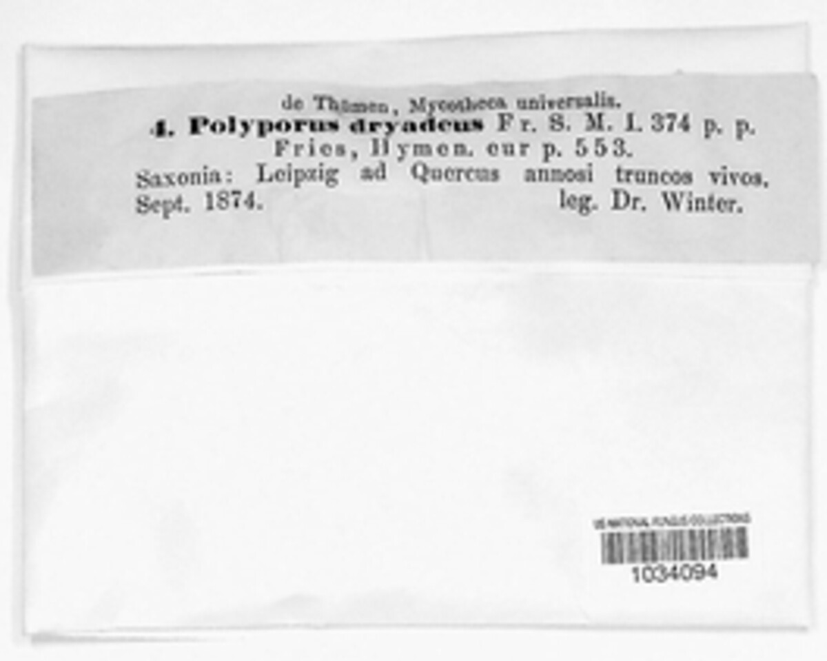 Pseudoinonotus dryadeus image